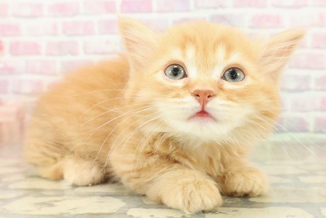 東京都のミヌエット (Coo&RIKU大久保店/2025年11月9日生まれ/男の子/レッドタビー)の子猫の3枚目の画像