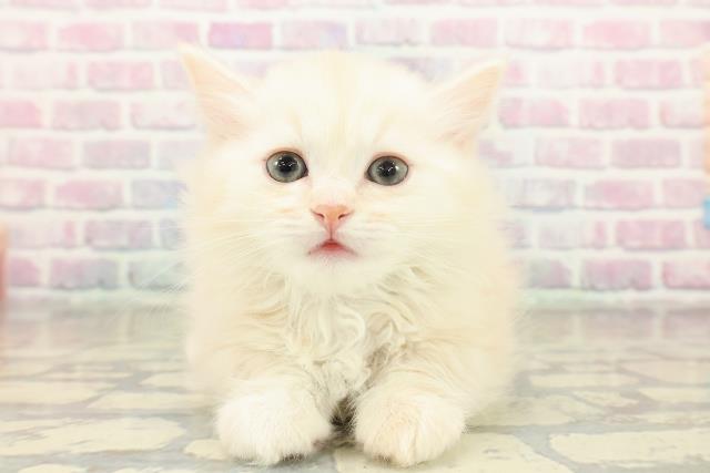 東京都のミヌエット (Coo&RIKU広尾店/2025年11月9日生まれ/男の子/クリームタビー)の子猫の1枚目の画像