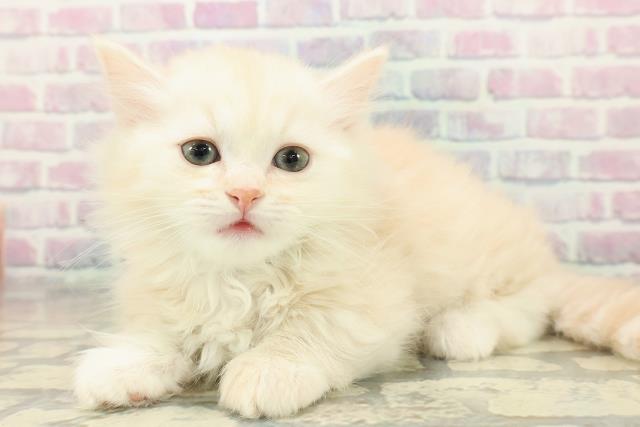 東京都のミヌエット (Coo&RIKU広尾店/2025年11月9日生まれ/男の子/クリームタビー)の子猫の2枚目の画像