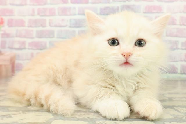 東京都のミヌエット (Coo&RIKU広尾店/2025年11月9日生まれ/男の子/クリームタビー)の子猫の3枚目の画像