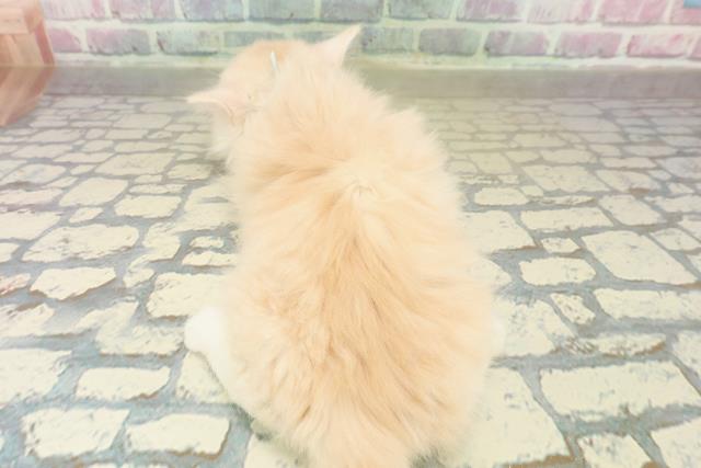 東京都のミヌエット (Coo&RIKU広尾店/2025年11月9日生まれ/男の子/クリームタビー)の子猫の4枚目の画像