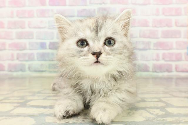 東京都のミヌエット (Coo&RIKU浅草店/2025年11月9日生まれ/女の子/シルバーパッチドタビー)の子猫の1枚目の画像