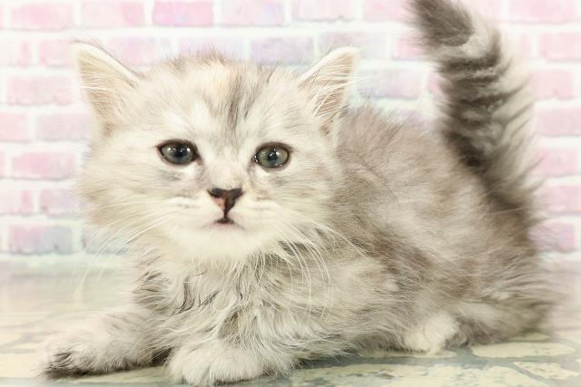 東京都のミヌエット (Coo&RIKU浅草店/2025年11月9日生まれ/女の子/シルバーパッチドタビー)の子猫の2枚目の画像