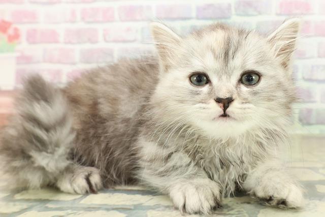 東京都のミヌエット (Coo&RIKU浅草店/2025年11月9日生まれ/女の子/シルバーパッチドタビー)の子猫の3枚目の画像