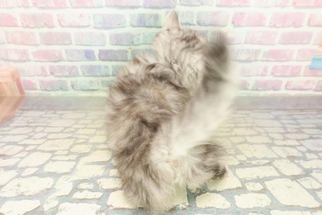 東京都のミヌエット (Coo&RIKU浅草店/2025年11月9日生まれ/女の子/シルバーパッチドタビー)の子猫の4枚目の画像