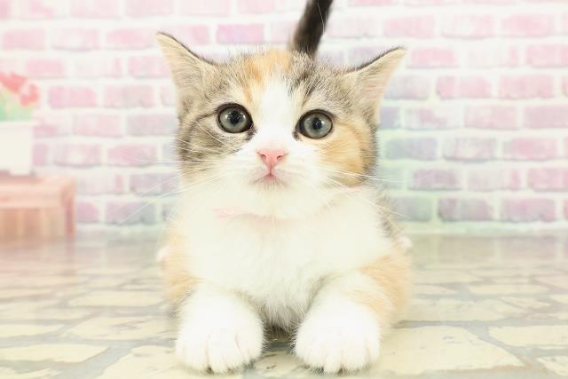 新潟県のミヌエット (Coo&RIKUイオンモール新発田店/2025年11月9日生まれ/女の子/キャリコ)の子猫の1枚目の画像