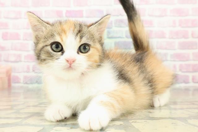 新潟県のミヌエット (Coo&RIKUイオンモール新発田店/2025年11月9日生まれ/女の子/キャリコ)の子猫の2枚目の画像