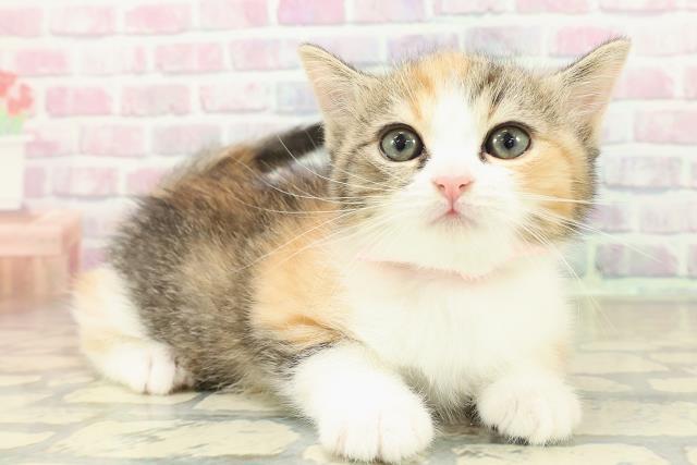 新潟県のミヌエット (Coo&RIKUイオンモール新発田店/2025年11月9日生まれ/女の子/キャリコ)の子猫の3枚目の画像