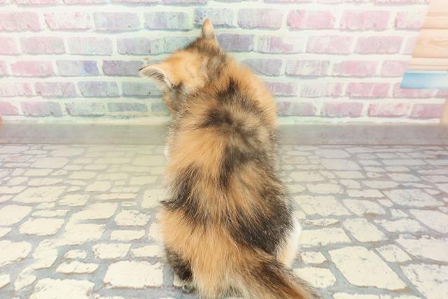 新潟県のミヌエット (Coo&RIKUイオンモール新発田店/2025年11月9日生まれ/女の子/キャリコ)の子猫の4枚目の画像