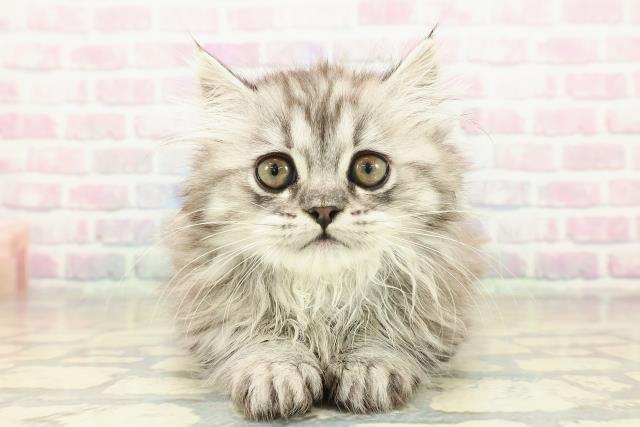 東京都のミヌエット (Coo&RIKU赤坂店/2025年11月5日生まれ/男の子/シルバータビー)の子猫の1枚目の画像