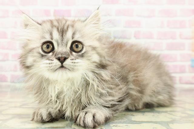 東京都のミヌエット (Coo&RIKU赤坂店/2025年11月5日生まれ/男の子/シルバータビー)の子猫の2枚目の画像