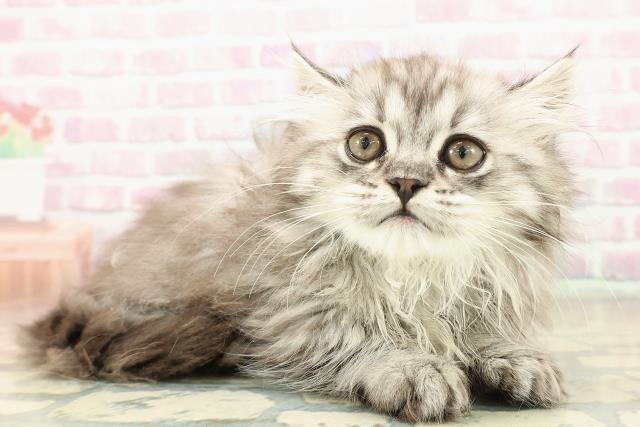 東京都のミヌエット (Coo&RIKU赤坂店/2025年11月5日生まれ/男の子/シルバータビー)の子猫の3枚目の画像