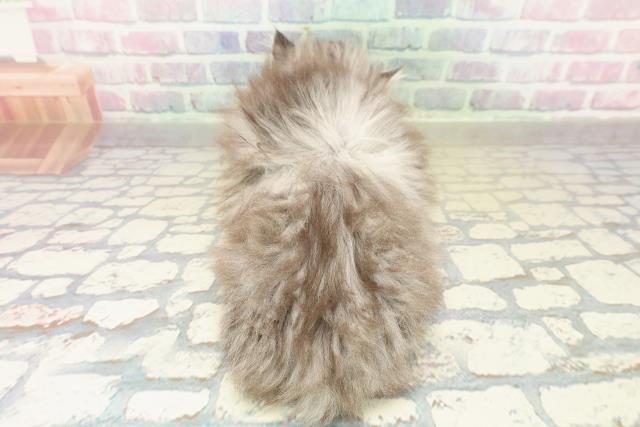 東京都のミヌエット (Coo&RIKU赤坂店/2025年11月5日生まれ/男の子/シルバータビー)の子猫の4枚目の画像