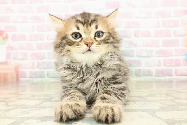 北海道のマンチカン (Coo&RIKU岩見沢店/2025年11月10日生まれ/男の子/ブラウンタビー)の子猫の1枚目の画像