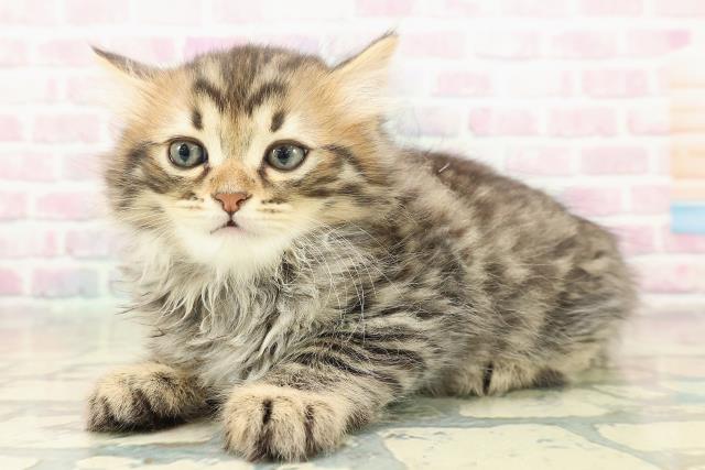 北海道のマンチカン (Coo&RIKU岩見沢店/2025年11月10日生まれ/男の子/ブラウンタビー)の子猫の2枚目の画像