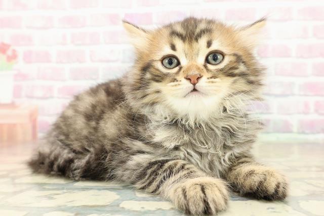 北海道のマンチカン (Coo&RIKU岩見沢店/2025年11月10日生まれ/男の子/ブラウンタビー)の子猫の3枚目の画像