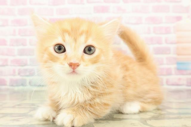 東京都のマンチカン (Coo&RIKU広尾店/2025年11月10日生まれ/男の子/レッドタビーホワイト)の子猫の2枚目の画像