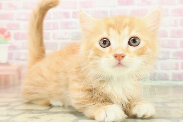 東京都のマンチカン (Coo&RIKU広尾店/2025年11月10日生まれ/男の子/レッドタビーホワイト)の子猫の3枚目の画像