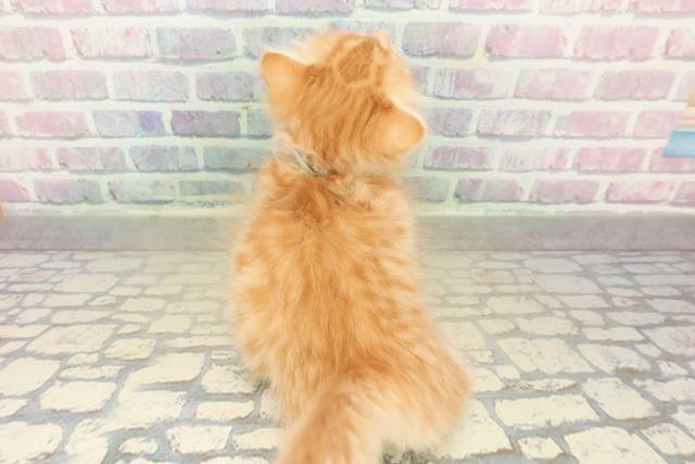 東京都のマンチカン (Coo&RIKU広尾店/2025年11月10日生まれ/男の子/レッドタビーホワイト)の子猫の4枚目の画像