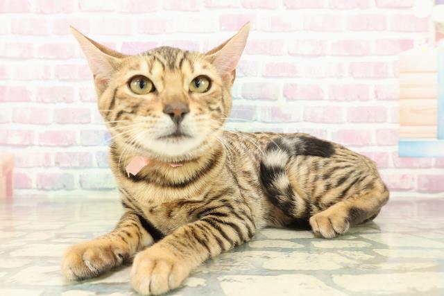 千葉県のベンガル (Coo&RIKUコメリパワー旭店/2025年10月10日生まれ/女の子/ブラウンスポットタビー)の子猫の2枚目の画像