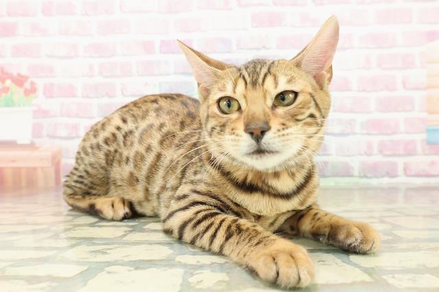 千葉県のベンガル (Coo&RIKUコメリパワー旭店/2025年10月10日生まれ/女の子/ブラウンスポットタビー)の子猫の3枚目の画像