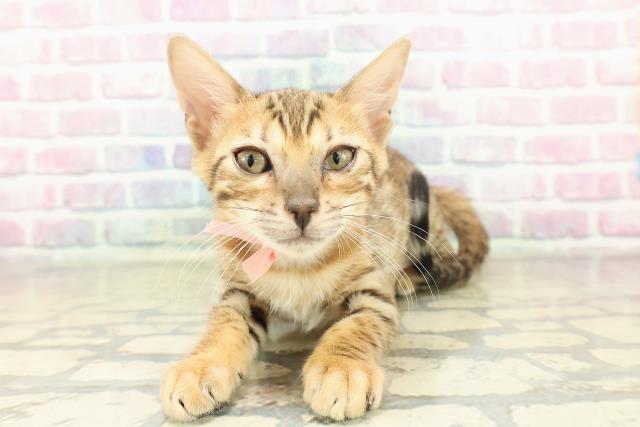 神奈川県のベンガル (Coo&RIKU横浜旭店/2025年10月30日生まれ/女の子/ブラウンスポットタビー)の子猫の1枚目の画像