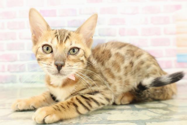 神奈川県のベンガル (Coo&RIKU横浜旭店/2025年10月30日生まれ/女の子/ブラウンスポットタビー)の子猫の2枚目の画像