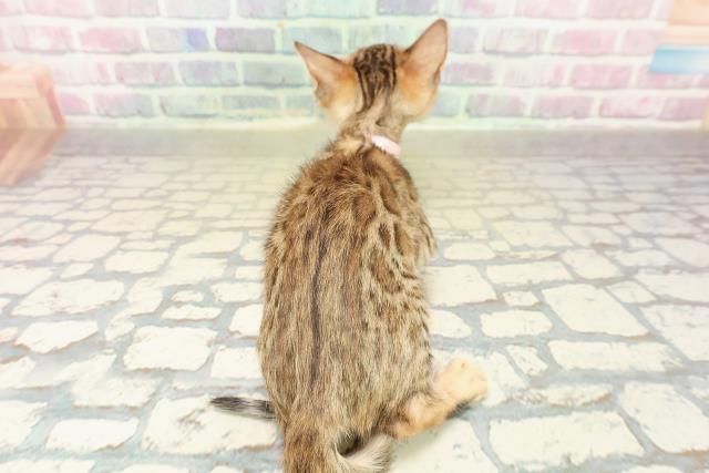 神奈川県のベンガル (Coo&RIKU横浜旭店/2025年10月30日生まれ/女の子/ブラウンスポットタビー)の子猫の4枚目の画像