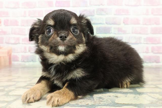 長野県のチワワ(ロング) (Coo&RIKU松本店/2025年11月11日生まれ/男の子/ブラックタン)の子犬の2枚目の画像