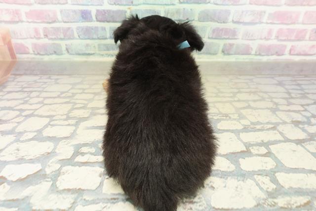 長野県のチワワ(ロング) (Coo&RIKU松本店/2025年11月11日生まれ/男の子/ブラックタン)の子犬の4枚目の画像