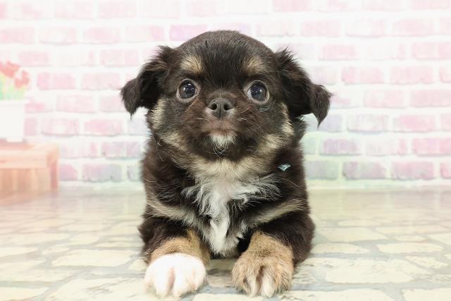 石川県のチワワ(ロング) (Coo&RIKUイオン野々市南店/2025年11月11日生まれ/男の子/ブラックタン)の子犬の1枚目の画像