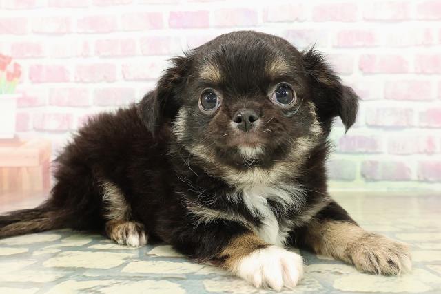 石川県のチワワ(ロング) (Coo&RIKUイオン野々市南店/2025年11月11日生まれ/男の子/ブラックタン)の子犬の3枚目の画像