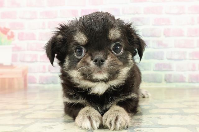 沖縄県のチワワ(ロング) (Coo&RIKU石垣店/2025年11月11日生まれ/女の子/ブラックタン)の子犬の1枚目の画像