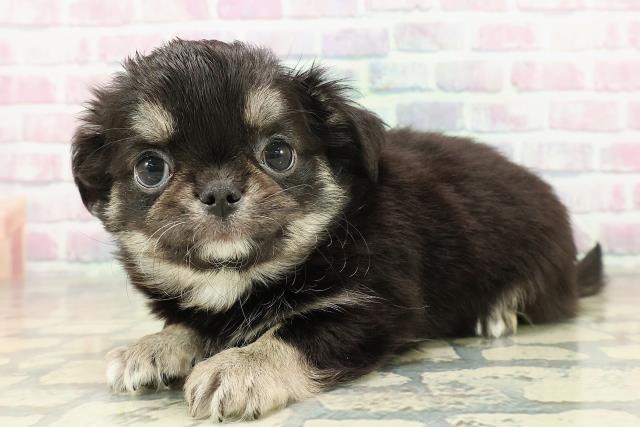 沖縄県のチワワ(ロング) (Coo&RIKU石垣店/2025年11月11日生まれ/女の子/ブラックタン)の子犬の2枚目の画像