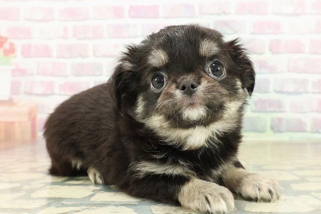 沖縄県のチワワ(ロング) (Coo&RIKU石垣店/2025年11月11日生まれ/女の子/ブラックタン)の子犬の3枚目の画像