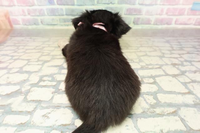 沖縄県のチワワ(ロング) (Coo&RIKU石垣店/2025年11月11日生まれ/女の子/ブラックタン)の子犬の4枚目の画像