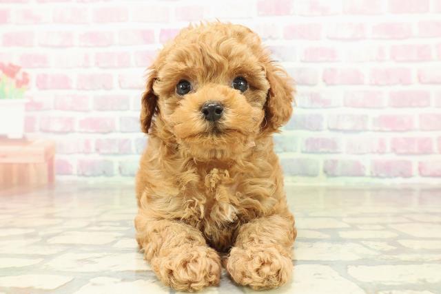 神奈川県のトイプードル(トイ) (Coo&RIKU横浜旭店/2025年11月9日生まれ/女の子/レッド)の子犬の1枚目の画像