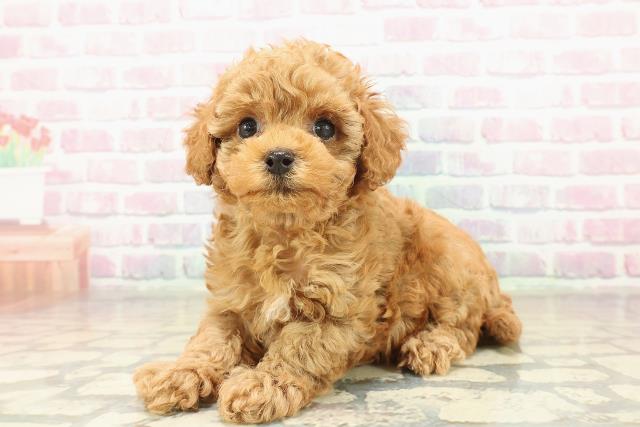 神奈川県のトイプードル(トイ) (Coo&RIKU横浜旭店/2025年11月9日生まれ/女の子/レッド)の子犬の2枚目の画像