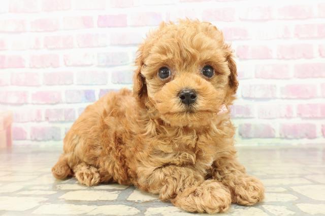 神奈川県のトイプードル(トイ) (Coo&RIKU横浜旭店/2025年11月9日生まれ/女の子/レッド)の子犬の3枚目の画像