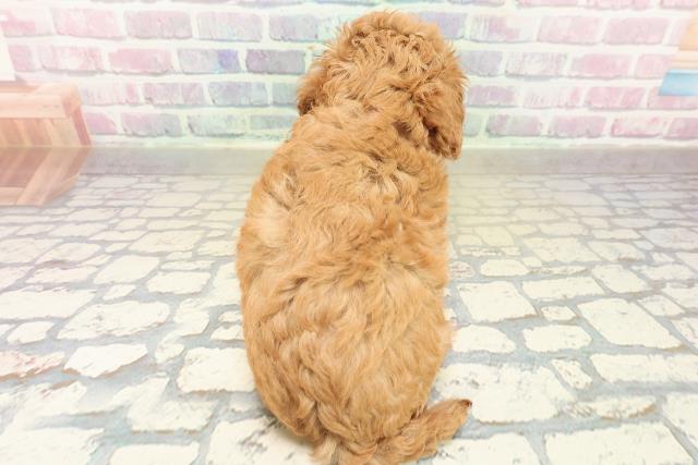 神奈川県のトイプードル(トイ) (Coo&RIKU横浜旭店/2025年11月9日生まれ/女の子/レッド)の子犬の4枚目の画像