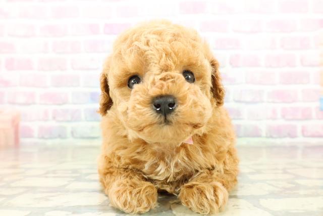 千葉県のトイプードル(トイ) (Coo&RIKU東金店/2025年11月10日生まれ/女の子/アプリコット)の子犬の1枚目の画像
