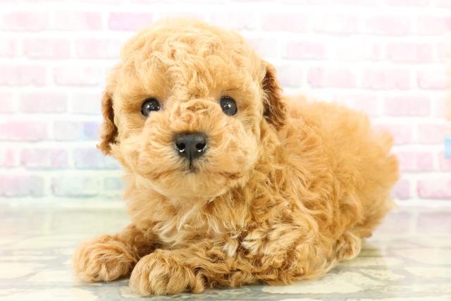 千葉県のトイプードル(トイ) (Coo&RIKU東金店/2025年11月10日生まれ/女の子/アプリコット)の子犬の2枚目の画像