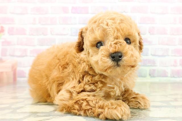 千葉県のトイプードル(トイ) (Coo&RIKU東金店/2025年11月10日生まれ/女の子/アプリコット)の子犬の3枚目の画像