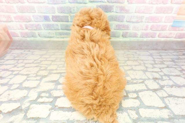 千葉県のトイプードル(トイ) (Coo&RIKU東金店/2025年11月10日生まれ/女の子/アプリコット)の子犬の4枚目の画像