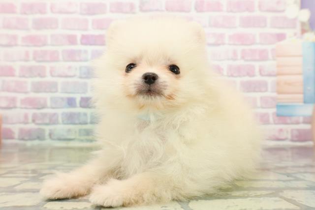 山形県のポメラニアン (Coo&RIKU山形店/2025年11月7日生まれ/男の子/クリーム)の子犬の2枚目の画像