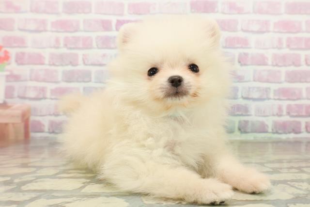 山形県のポメラニアン (Coo&RIKU山形店/2025年11月7日生まれ/男の子/クリーム)の子犬の3枚目の画像