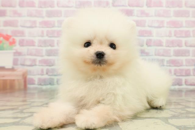 埼玉県のポメラニアン (Coo&RIKU所沢店/2025年11月7日生まれ/男の子/クリーム)の子犬の2枚目の画像