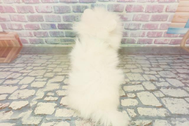 埼玉県のポメラニアン (Coo&RIKU所沢店/2025年11月7日生まれ/男の子/クリーム)の子犬の4枚目の画像