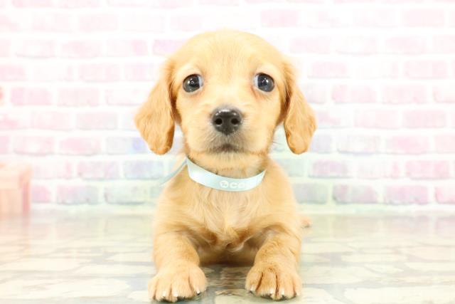 新潟県のカニンヘンダックスフンド(ロング) (Coo&RIKUイオンモール新発田店/2025年11月3日生まれ/男の子/ゴールド)の子犬の1枚目の画像