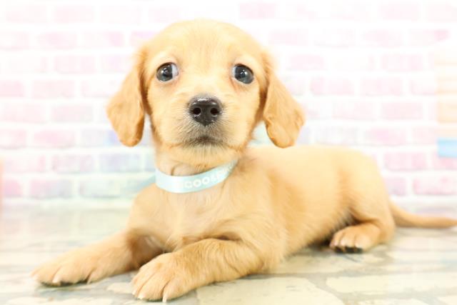 新潟県のカニンヘンダックスフンド(ロング) (Coo&RIKUイオンモール新発田店/2025年11月3日生まれ/男の子/ゴールド)の子犬の2枚目の画像